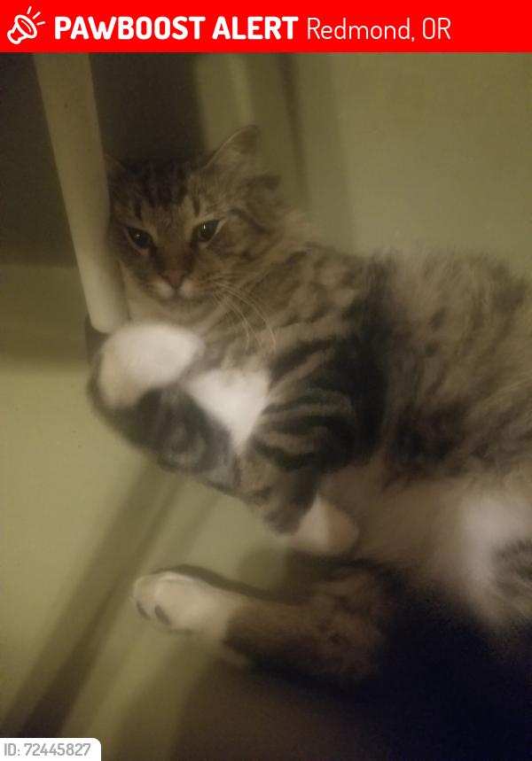 Lost Male Cat last seen Walnut street , Redmond, OR 97756