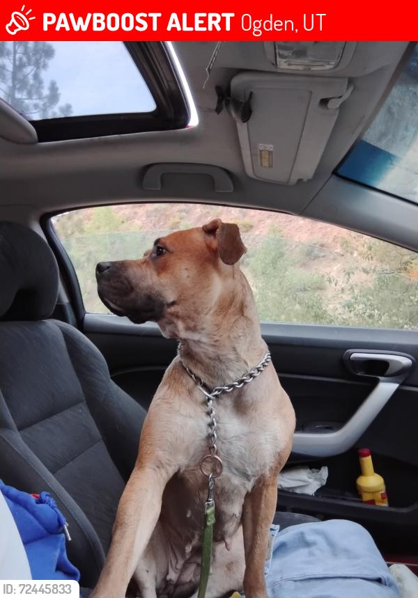 Lost Female Dog last seen Pennsylvania and west San jose, Ogden, UT 84401