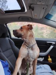 Lost Female Dog last seen Pennsylvania and west San jose, Ogden, UT 84401