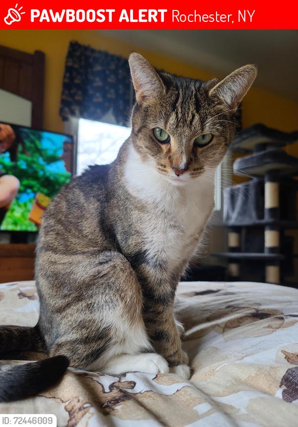 Lost Female Cat last seen N. Park Dr. Greece NY, Rochester, NY 14612