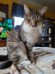 Lost Female Cat last seen N. Park Dr. Greece NY, Rochester, NY 14612
