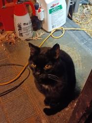 Lost Male Cat last seen Near Bryce Resort, Mount Jackson, VA 22842