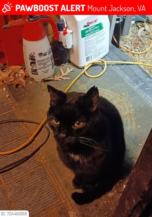 Lost Male Cat last seen Near Bryce Resort, Mount Jackson, VA 22842