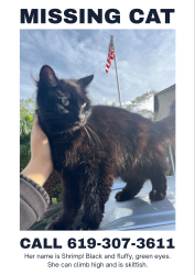 Lost Female Cat last seen Wellesley Street , La Mesa, CA 91942