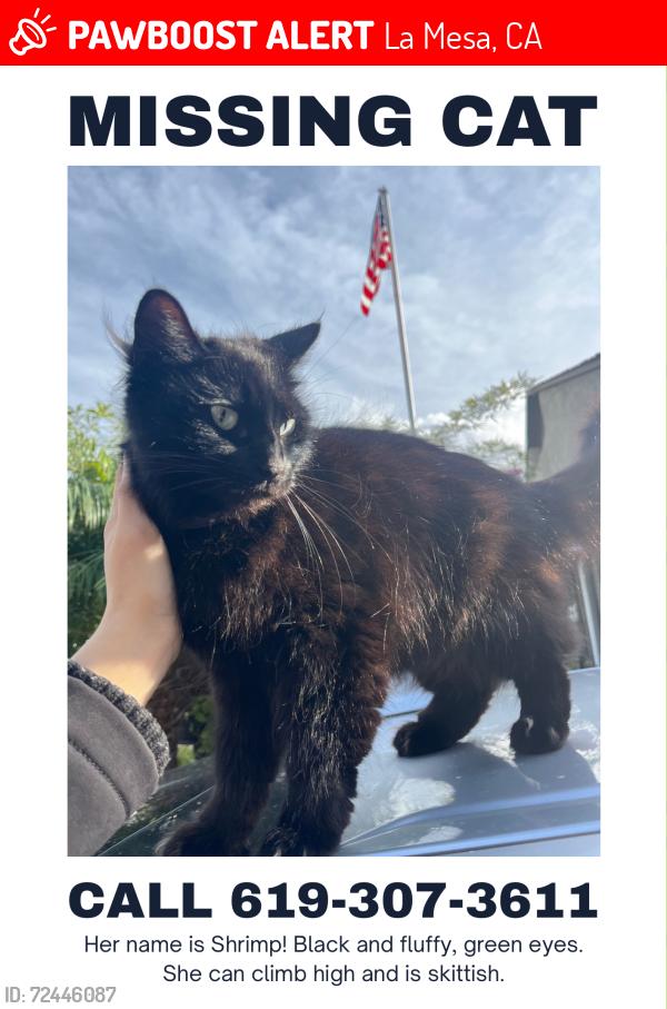 Lost Female Cat last seen Wellesley Street , La Mesa, CA 91942