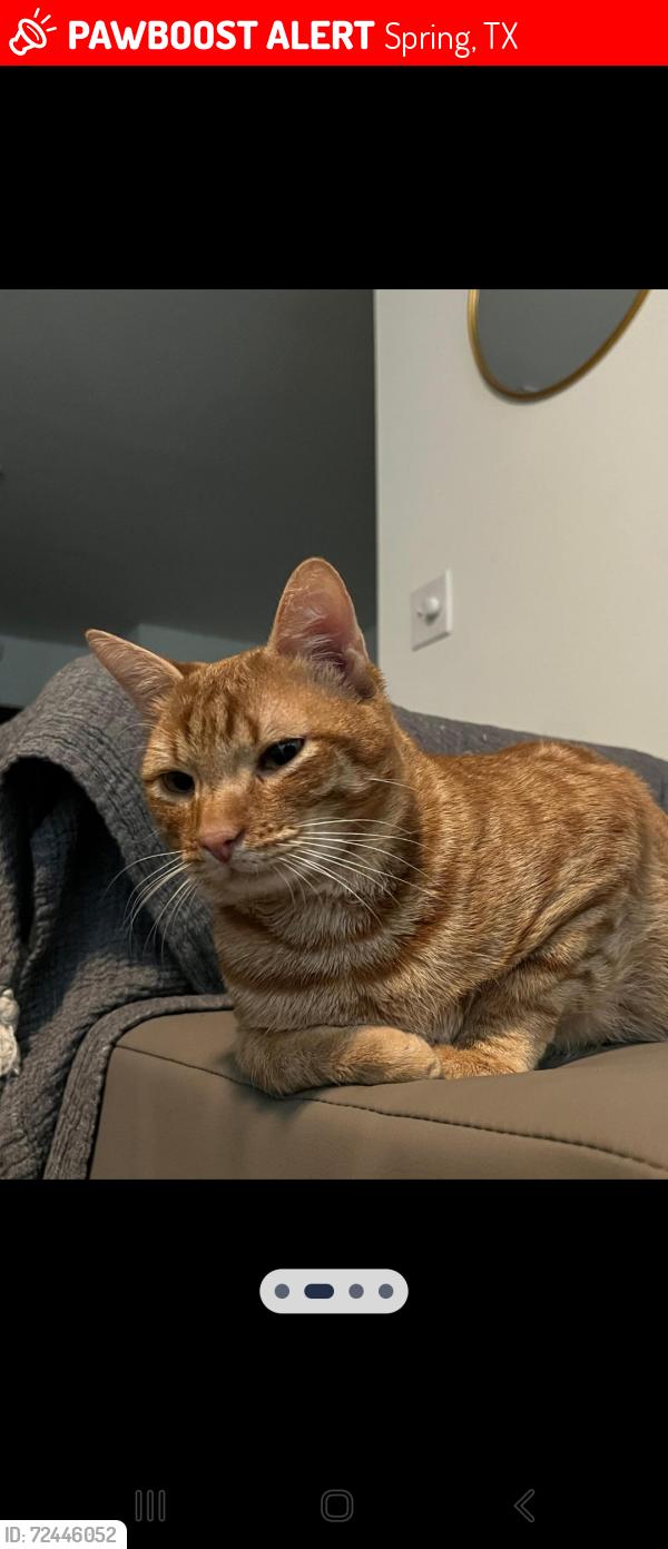 Lost Male Cat last seen Left the front door due to a wind gust., Spring, TX 77389