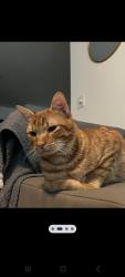 Lost Male Cat last seen Left the front door due to a wind gust., Spring, TX 77389