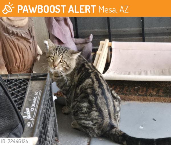 Found/Stray Male Cat last seen Longmore and Southern, Mesa, AZ 85202