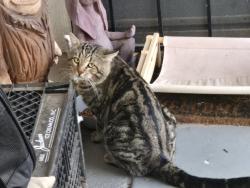 Found/Stray Male Cat last seen Longmore and Southern, Mesa, AZ 85202