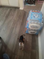 Lost Female Dog last seen 21st and 129, Tulsa, OK 74134