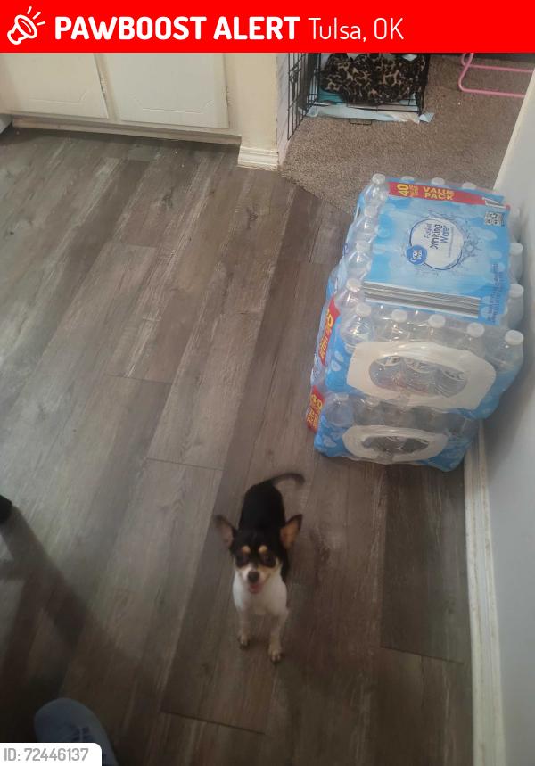 Lost Female Dog last seen 21st and 129, Tulsa, OK 74134