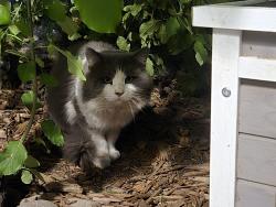 Found/Stray Unknown Cat last seen Southern and Longmore, Mesa, AZ 85202