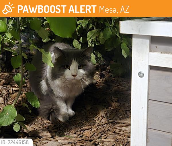 Found/Stray Unknown Cat last seen Southern and Longmore, Mesa, AZ 85202