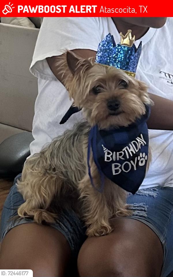 Lost Male Dog last seen Atascocita Trace neighborhood, Atascocita, TX 77396