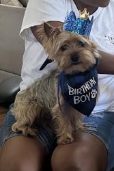Lost Male Dog last seen Atascocita Trace neighborhood, Atascocita, TX 77396