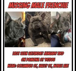 Lost Male Dog last seen Noble Ave & Columbus St , Bakersfield, CA 93305