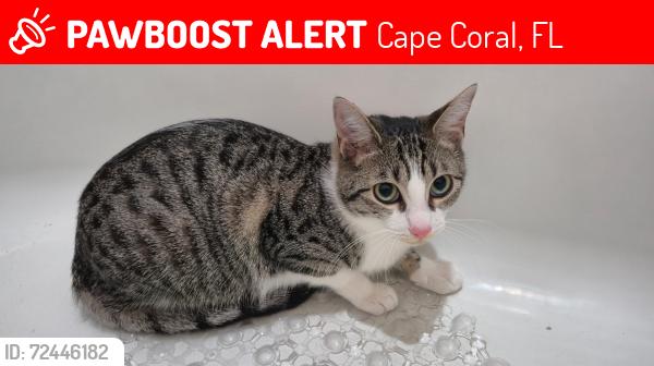 Lost Female Cat last seen Embers pkwy, Cape Coral, FL 33993