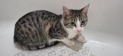 Lost Female Cat last seen Embers pkwy, Cape Coral, FL 33993