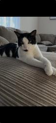 Lost Male Cat last seen California and Catalina, Port St. Lucie, FL 34953