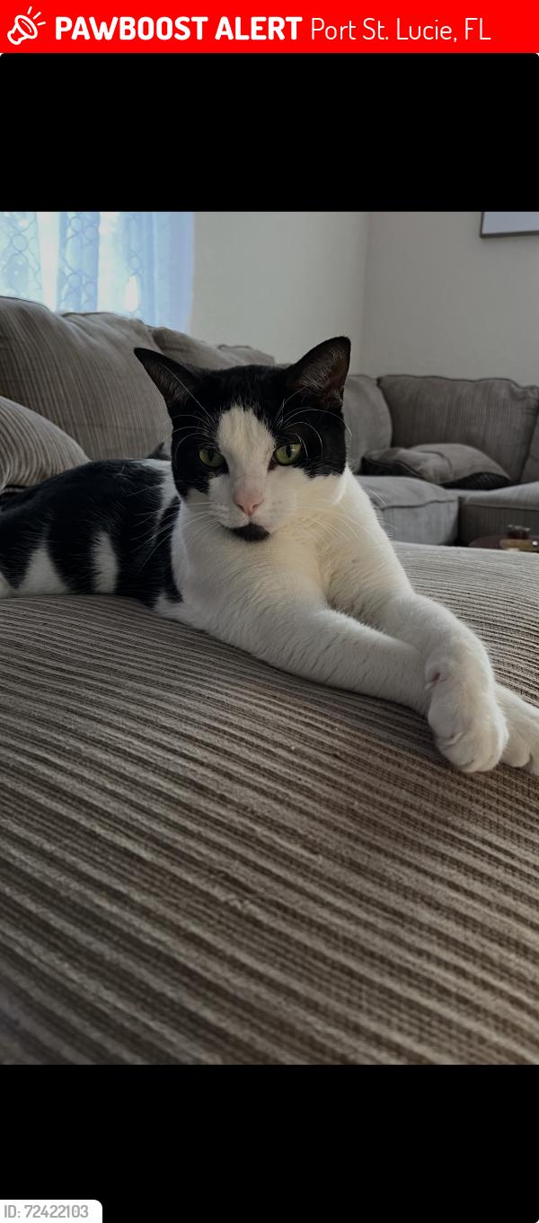 Lost Male Cat last seen California and Catalina, Port St. Lucie, FL 34953