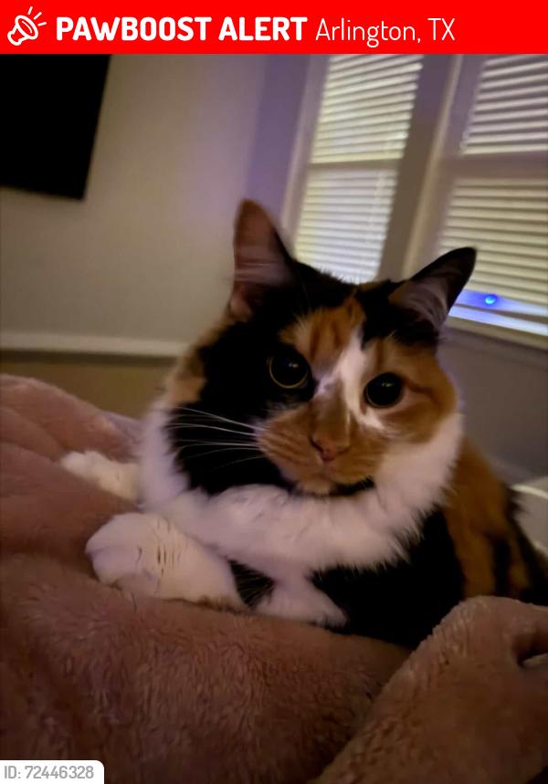 Lost Female Cat last seen Near Doolittle dr and mayfield , Arlington, TX 76014