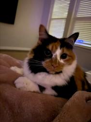Lost Female Cat last seen Near Doolittle dr and mayfield , Arlington, TX 76014