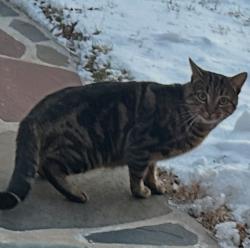 Reunited Unknown Cat last seen Colfax Rd, Springfield, NJ 07081, USA, Springfield, NJ 07081