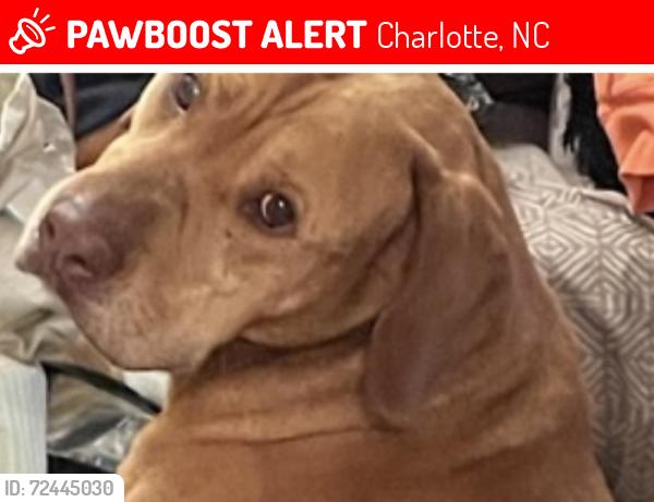 Lost Male Dog last seen Belhaven, Charlotte, NC 28214