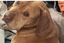 Lost Male Dog last seen Belhaven, Charlotte, NC 28214
