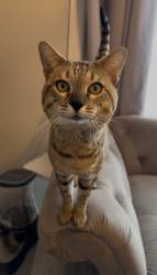 Lost Male Cat last seen Bramble court, Willoughby Ohio 44094, Willoughby, OH 44094