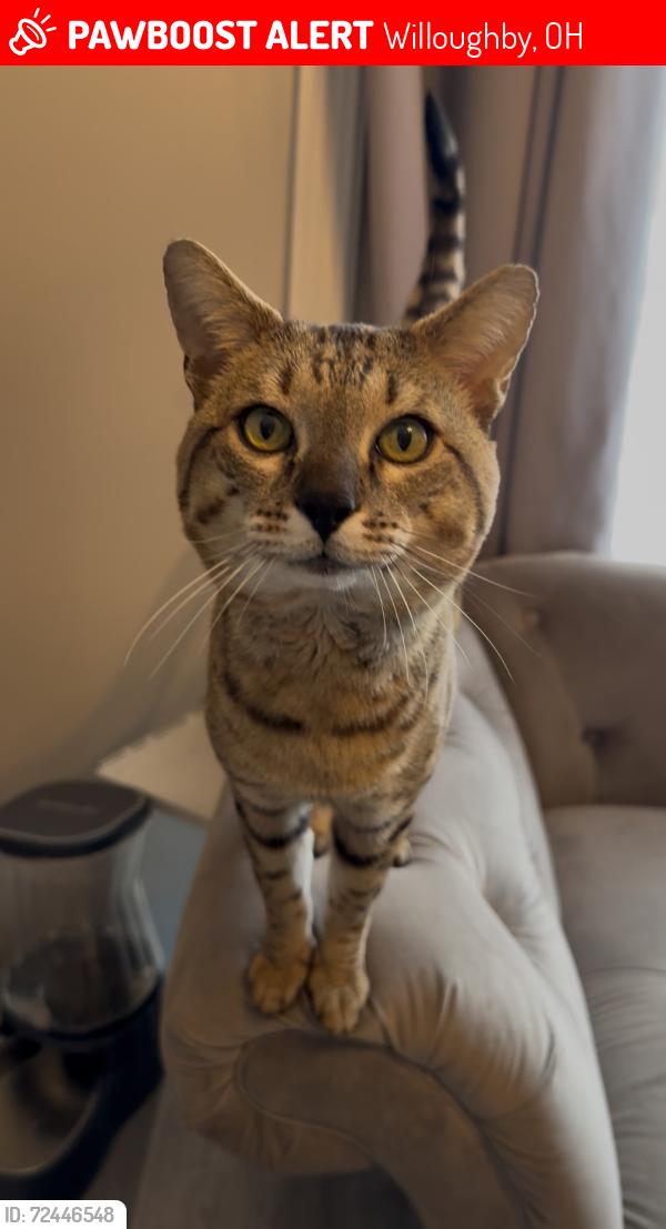 Lost Male Cat last seen Bramble court, Willoughby Ohio 44094, Willoughby, OH 44094