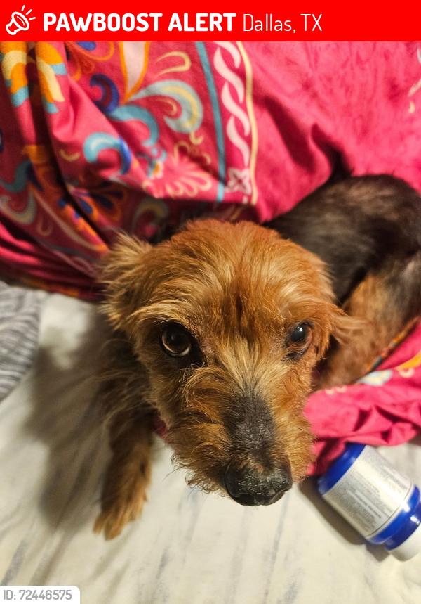 Lost Female Dog last seen Polk and camp wisdom , Dallas, TX 75232