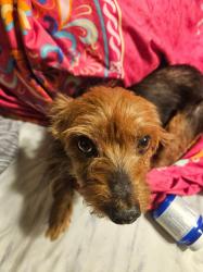 Lost Female Dog last seen Polk and camp wisdom , Dallas, TX 75232