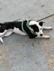 Reunited Unknown Dog last seen Koutnik RD SE and Eldron SE, Palm Bay, FL 32909