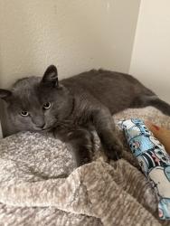 Lost Male Cat last seen Gothard St, Goldenwest College, Center Ave, Boardwalk by Windsor apartments,, Avalon apartments, Huntington Beach, CA 92647