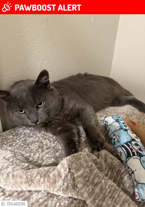 Lost Male Cat last seen Gothard St, Goldenwest College, Center Ave, Boardwalk by Windsor apartments,, Avalon apartments, Huntington Beach, CA 92647