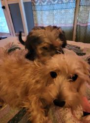 Lost Female Dog last seen Myatt Dr and Gallatin Pike, Nashville, TN 37115