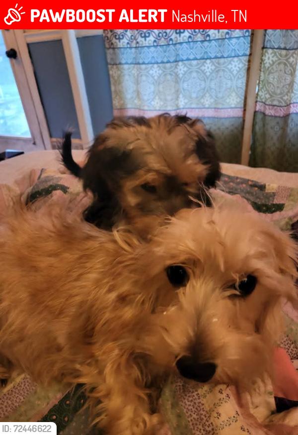 Lost Female Dog last seen Myatt Dr and Gallatin Pike, Nashville, TN 37115