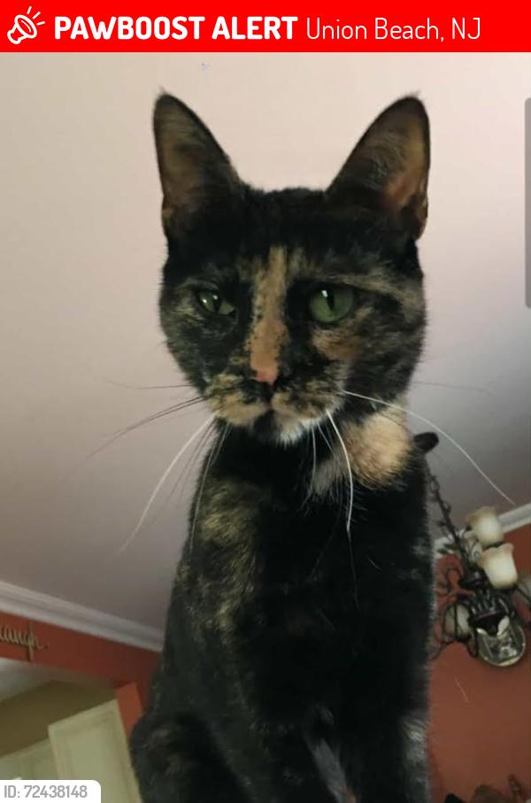 Lost Female Cat last seen UNION BEACH, Union Beach, NJ 07735