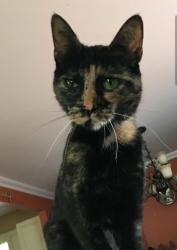Lost Female Cat last seen UNION BEACH, Union Beach, NJ 07735