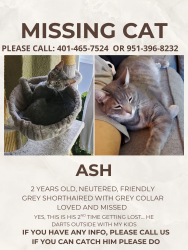 Lost Male Cat last seen Morwenna and Simpson, McKinney, TX 75069