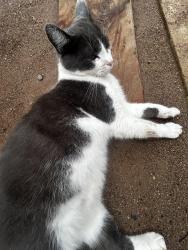 Lost Male Cat last seen College ave 90605, Whittier, CA 90605