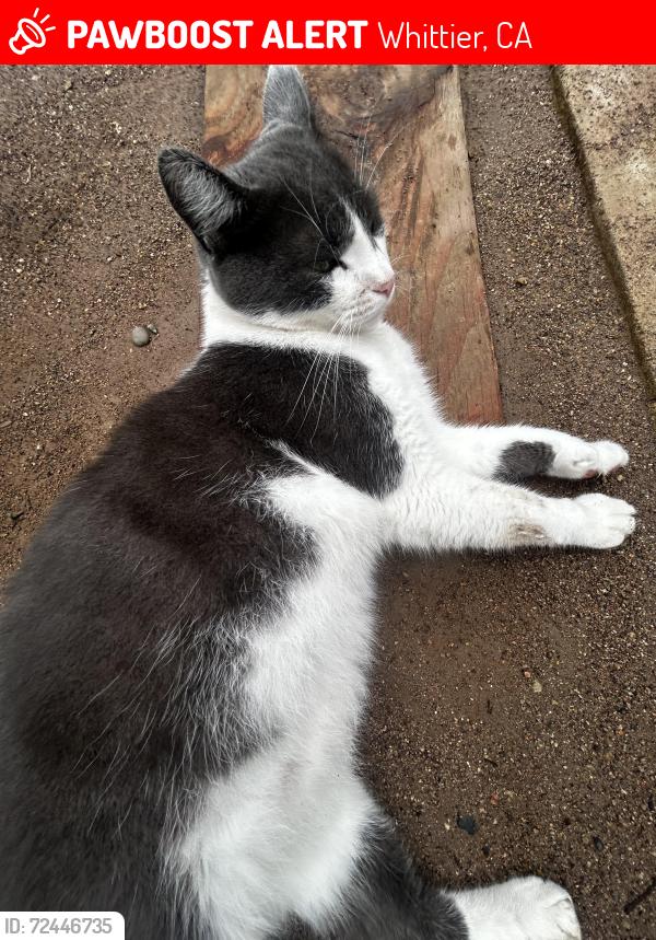 Lost Male Cat last seen College ave 90605, Whittier, CA 90605
