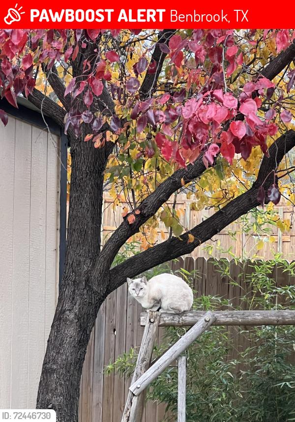 Lost Female Cat last seen Judy Ave, Benbrook, TX 76126