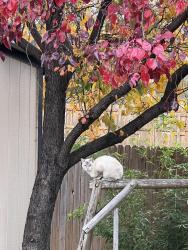 Lost Female Cat last seen Judy Ave, Benbrook, TX 76126