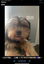 Lost Female Dog last seen City barbecue plaza , Indianapolis, IN 46208