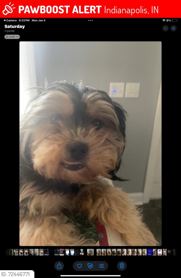 Lost Female Dog last seen City barbecue plaza , Indianapolis, IN 46208