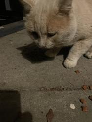 Found/Stray Unknown Cat last seen Tomahawk, Spring Hill, FL 34606