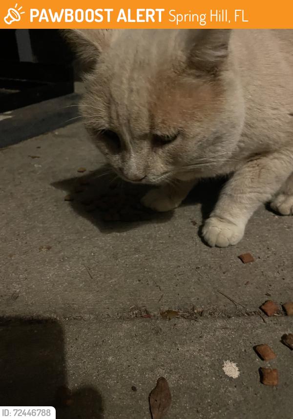 Found/Stray Unknown Cat last seen Tomahawk, Spring Hill, FL 34606