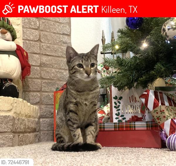 Lost Female Cat last seen Dodge City St/Bunny Trail, Killeen, TX 76549